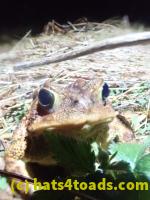 /home//u458753944/public_html/sourcegallery//////////Roxborough Toad Detour/2022/2022-04-14 and 04-13/P4140989.JPG